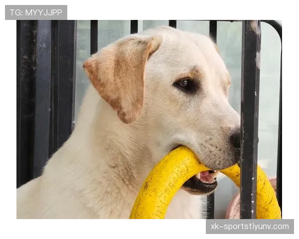 拉菲尼亚家的狗吃的都比我好